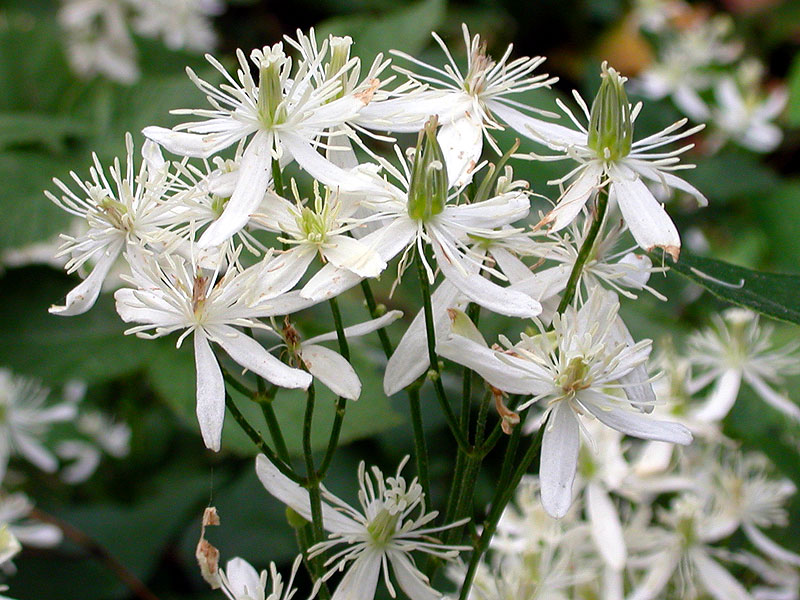 Clematis terniflora