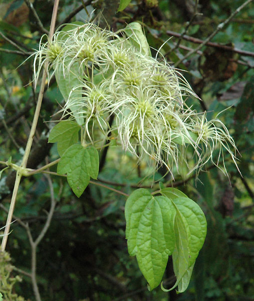 Clematis virginiana