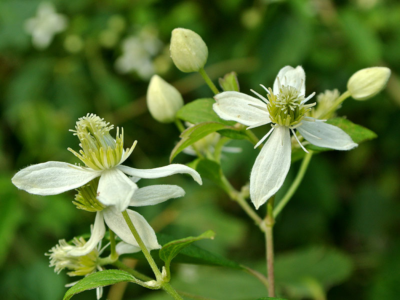 Clematis virginiana