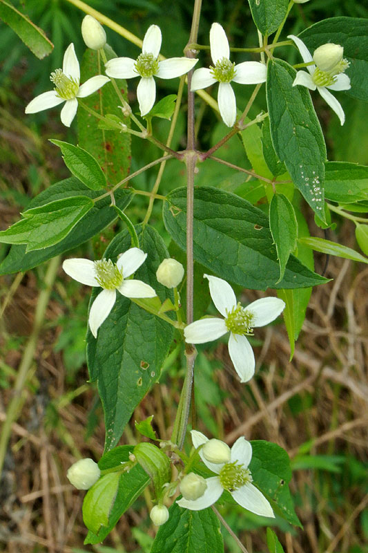 Clematis virginiana