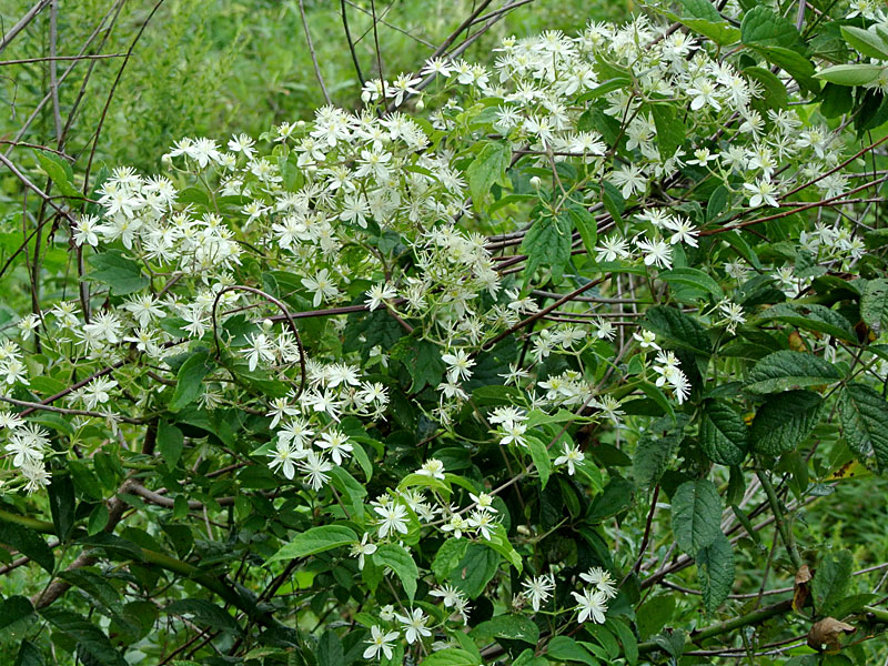 Clematis virginiana