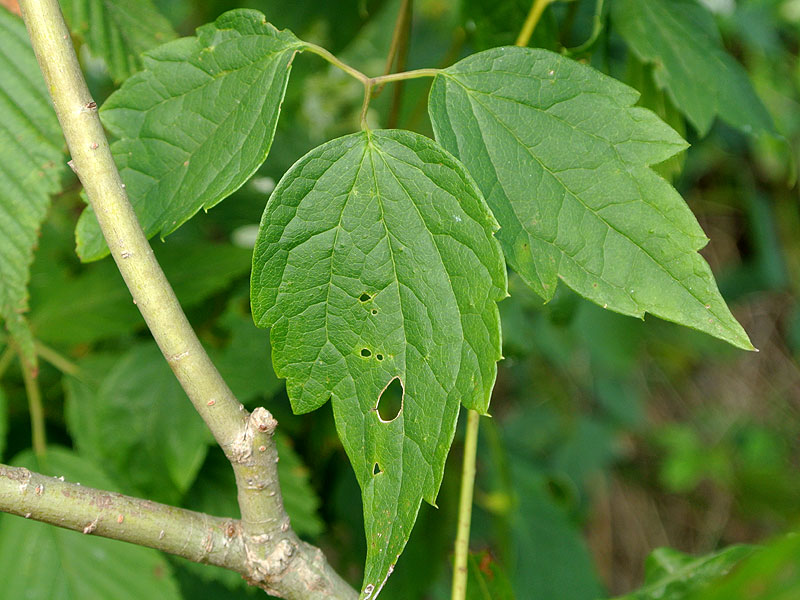 Clematis virginiana