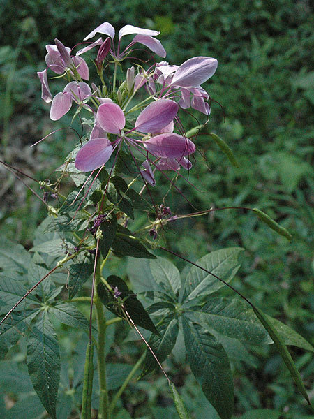 Spiderflower