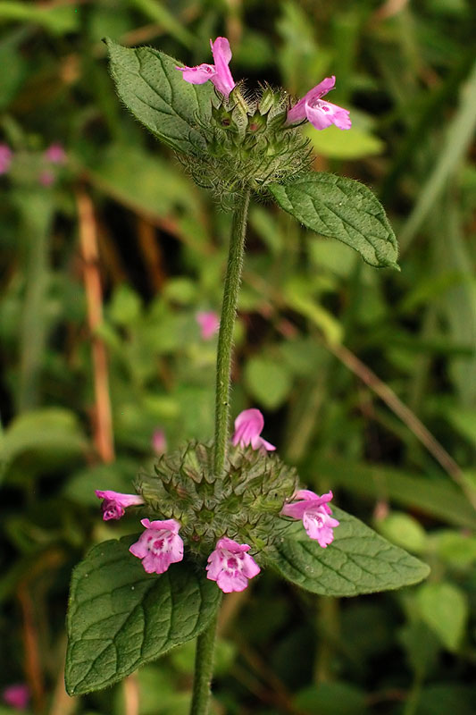 Clinopodium vulgare