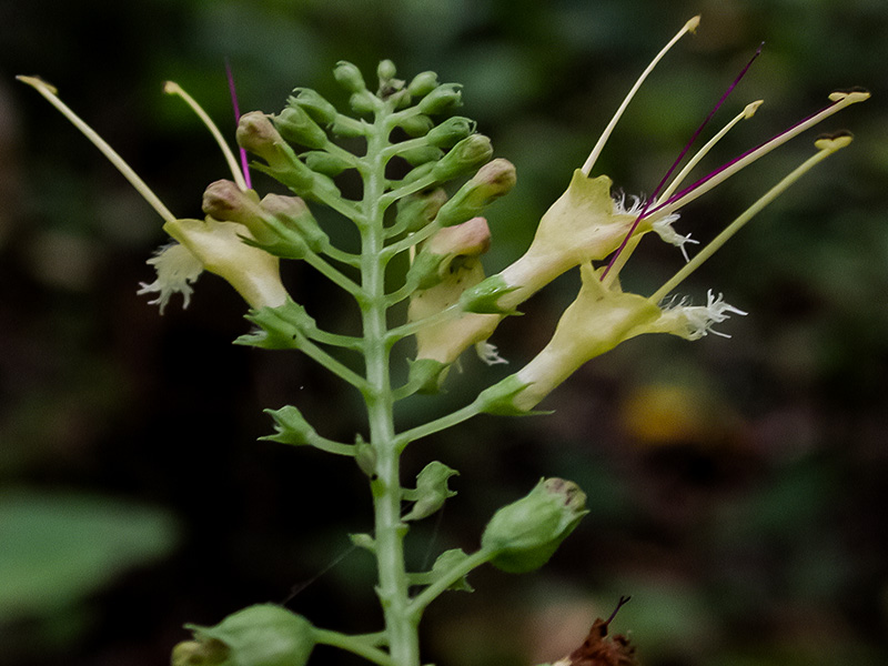 Collinsonia canadensis