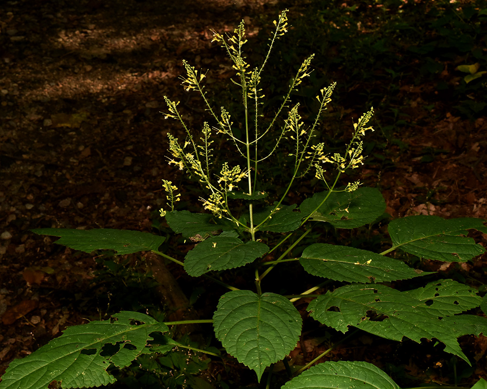 Canada Horse-balm