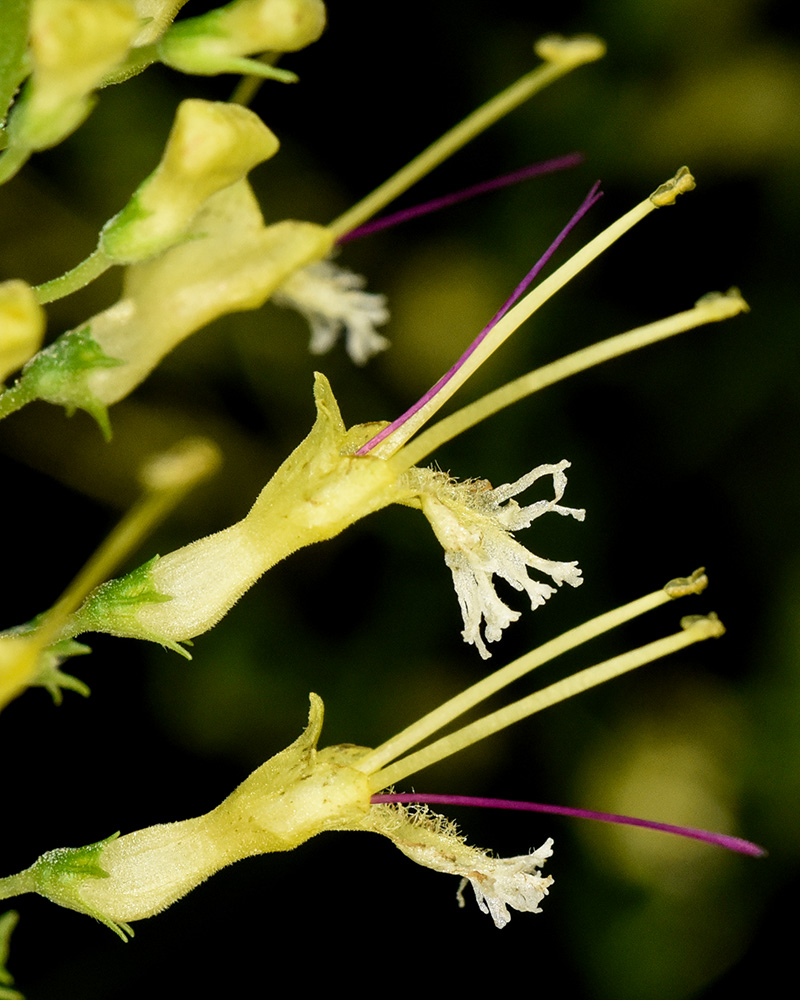 Canada Horse-balm