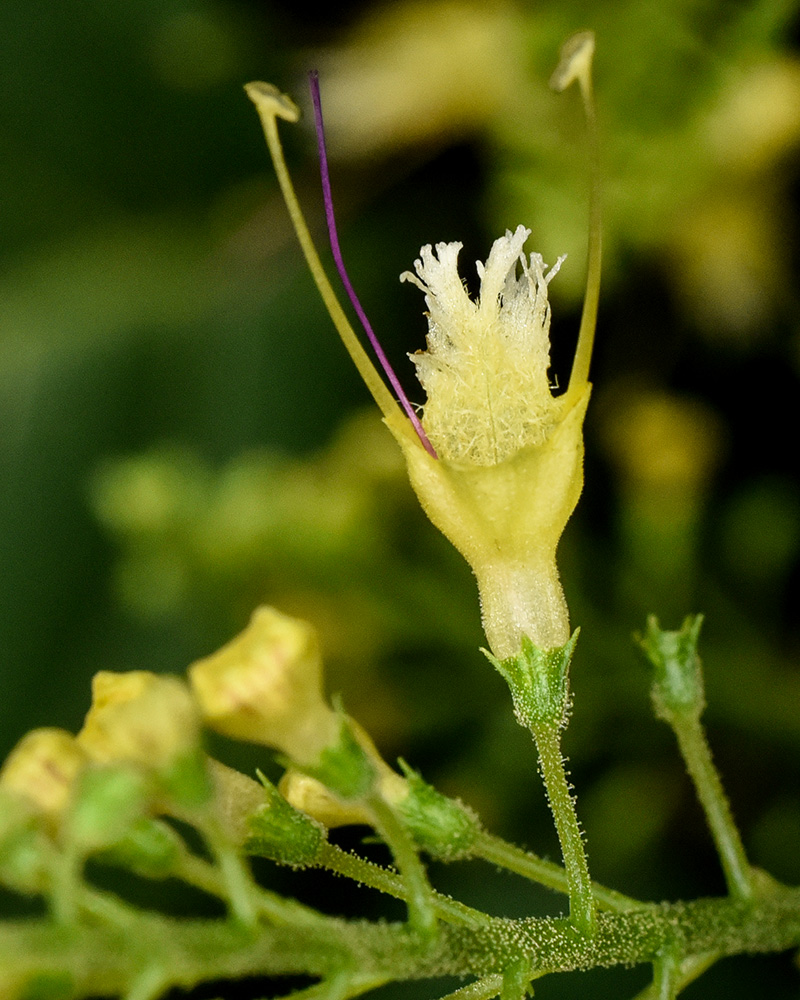 Collinsonia canadensis