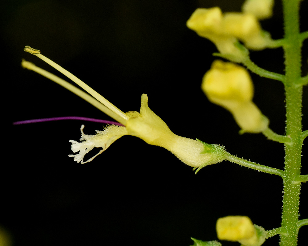 Collinsonia canadensis