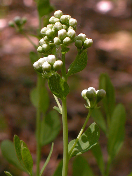 Umbellate Bastard Toadflax