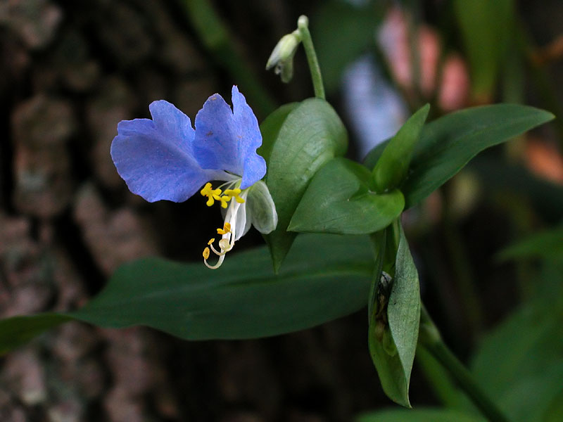 Commelina communis var. communis