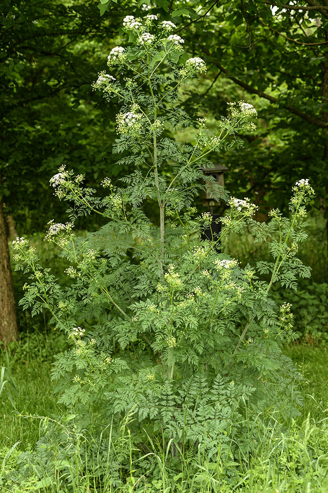 Poison-hemlock