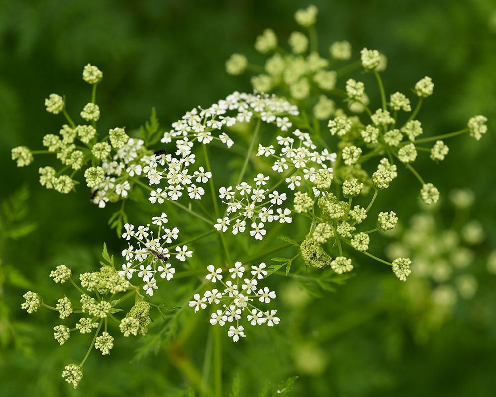 Conium maculatum