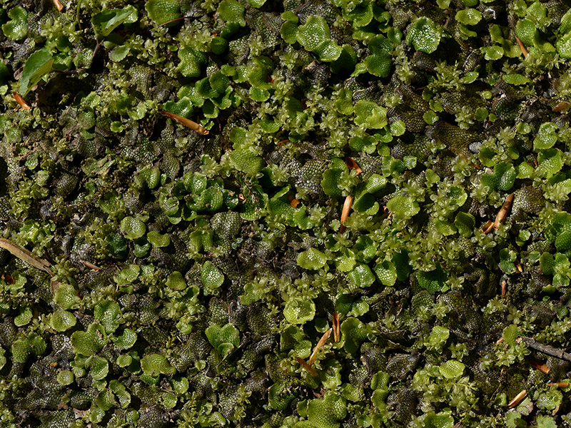 Scented Liverwort