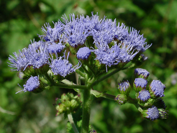 Blue Boneset