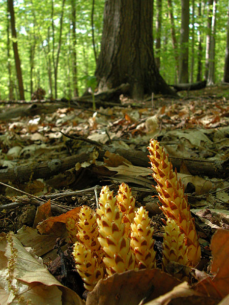 Conopholis americana