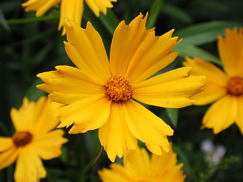 Coreopsis lanceolata