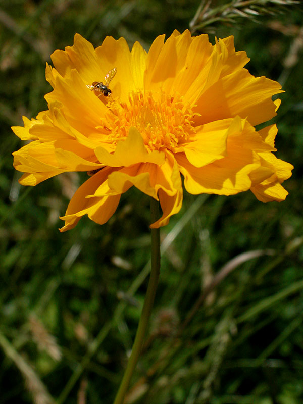 Coreopsis lanceolata