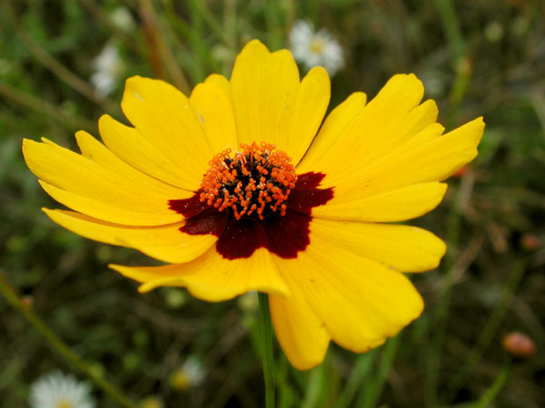 Coreopsis tinctoria var. tinctoria