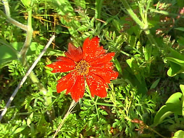 Cosmos bipinnatus