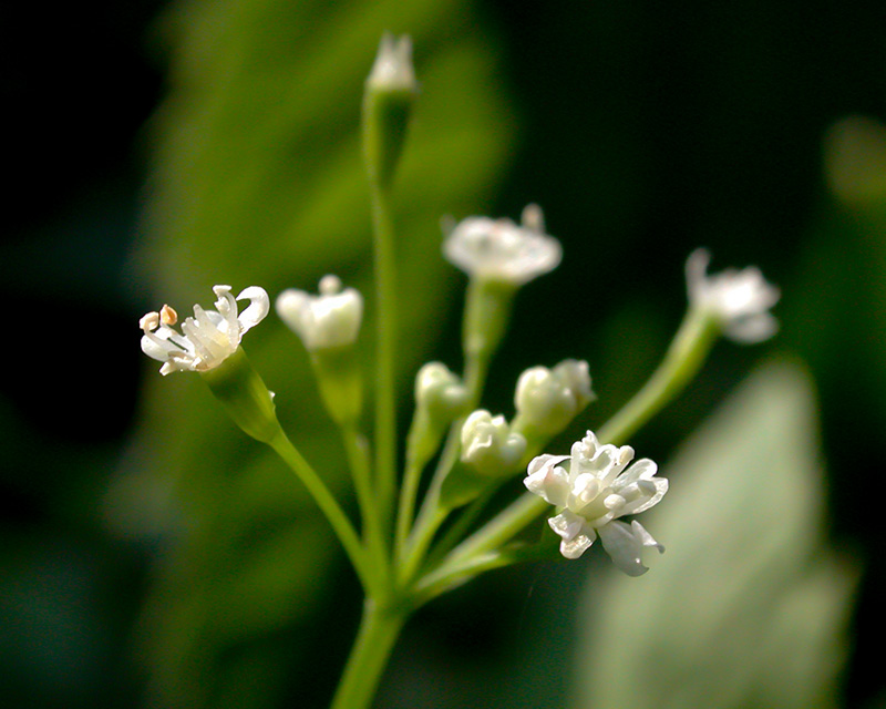 Cryptotaenia canadensis