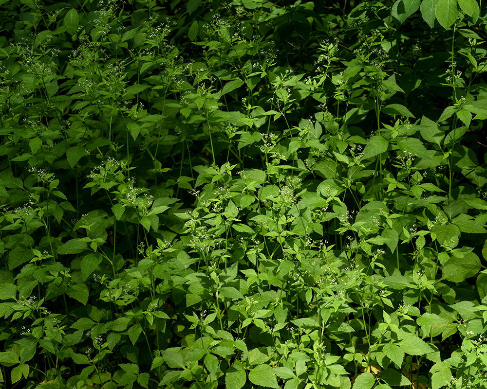 Cryptotaenia canadensis