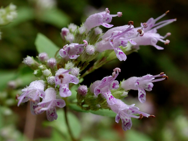 Cunila origanoides