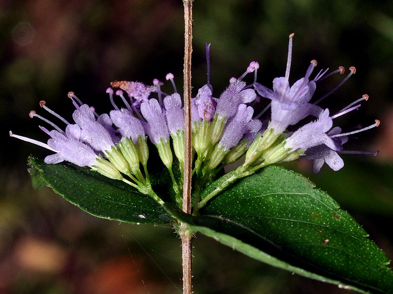 Cunila origanoides