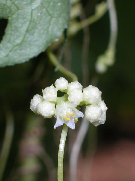 Field Dodder