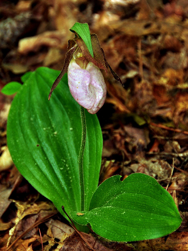 Pink Lady's-slipper