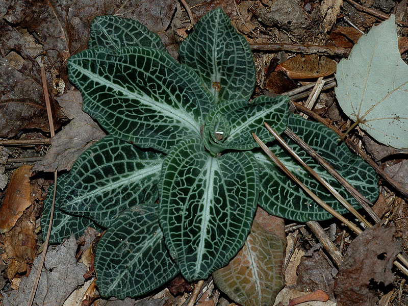 Downy Rattlesnake-plantain