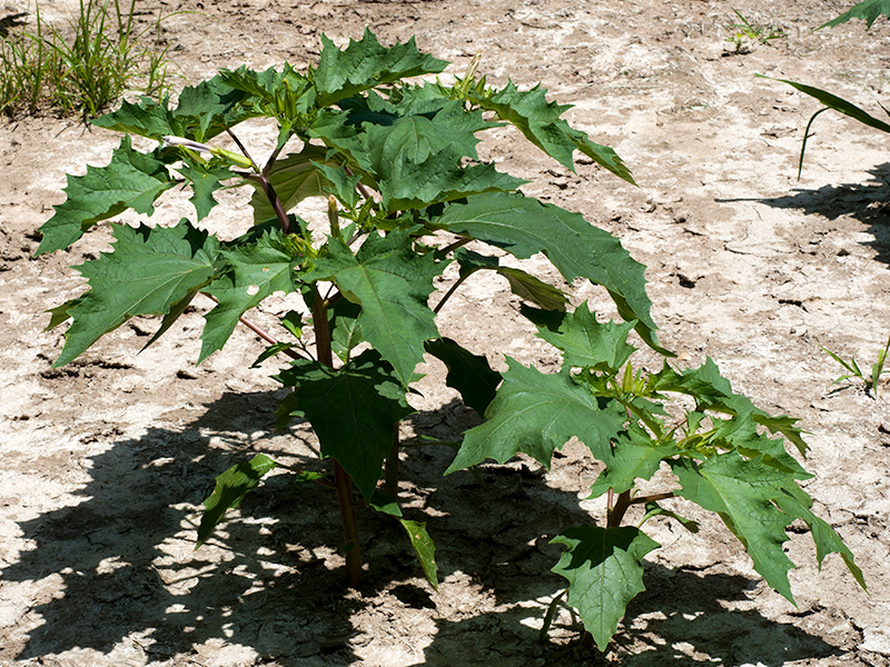 Datura stramonium