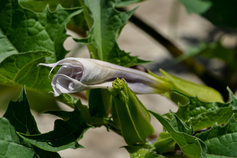 Jimsonweed