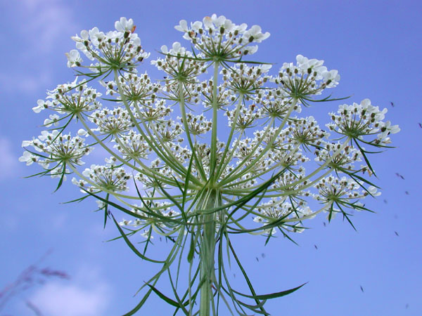 Wild Carrot