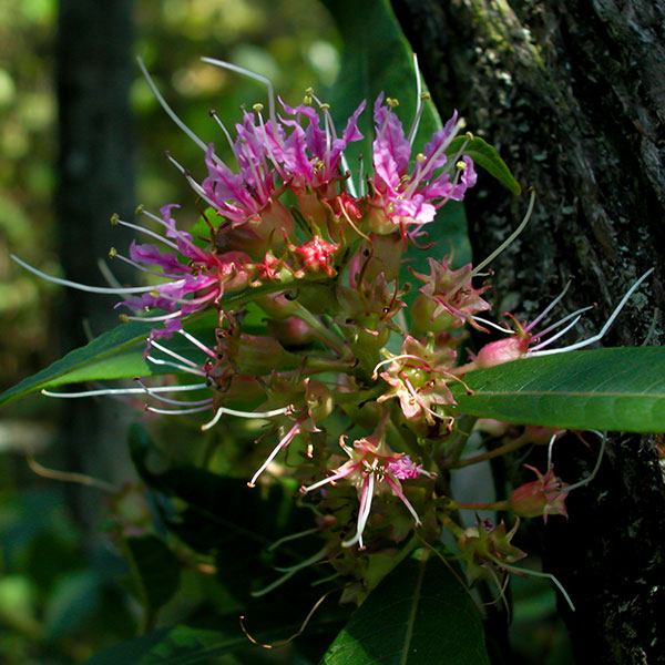 Decodon verticillatus