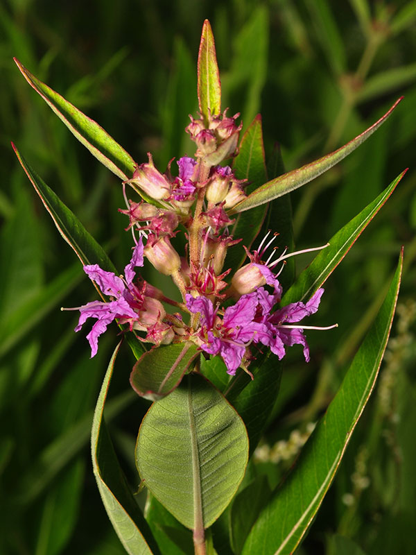 Decodon verticillatus