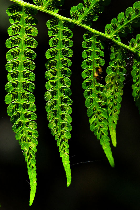 Silvery False Spleenwort