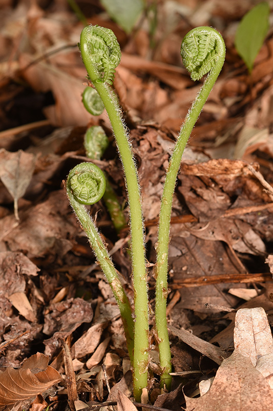 Silvery False Spleenwort