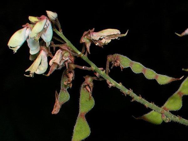 Hairy Small-leaved Tick-trefoil