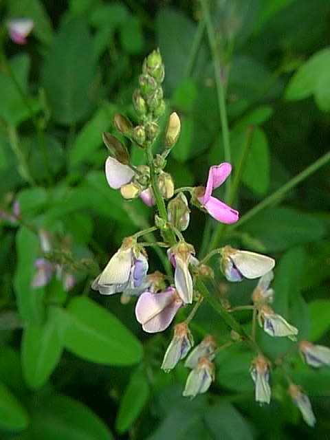 Desmodium glabellum