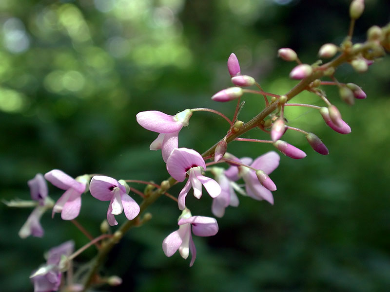 Bare-stemmed Tick-trefoil