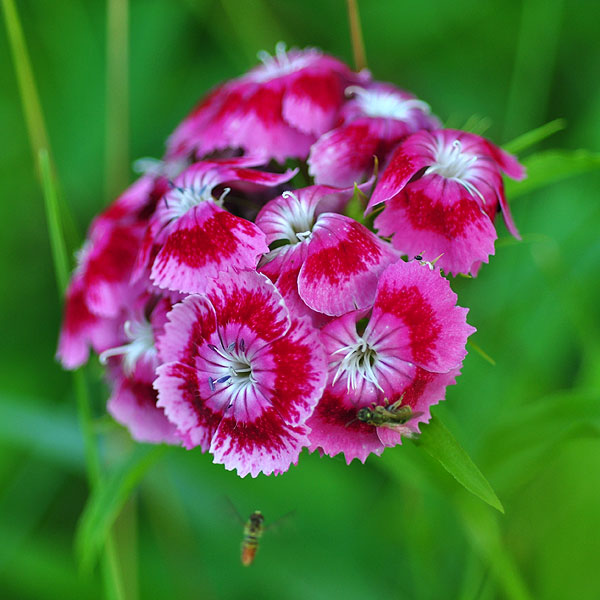 Dianthus barbatus