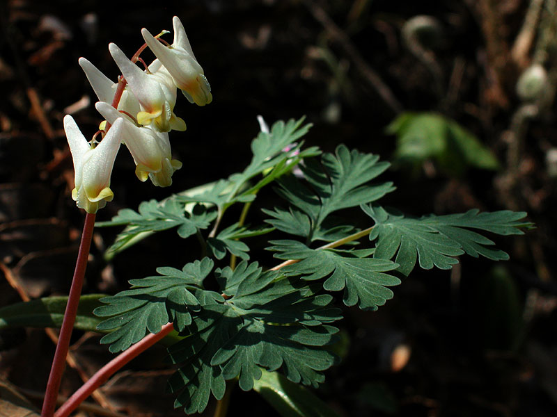 Dicentra cucullaria