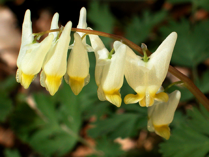 Dutchman's Breeches