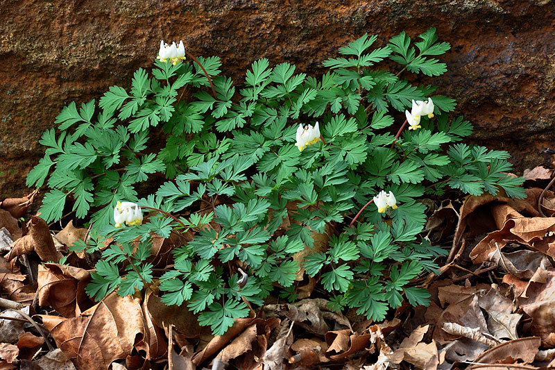 Dicentra cucullaria