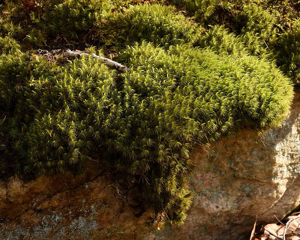 Windswept Broom Moss