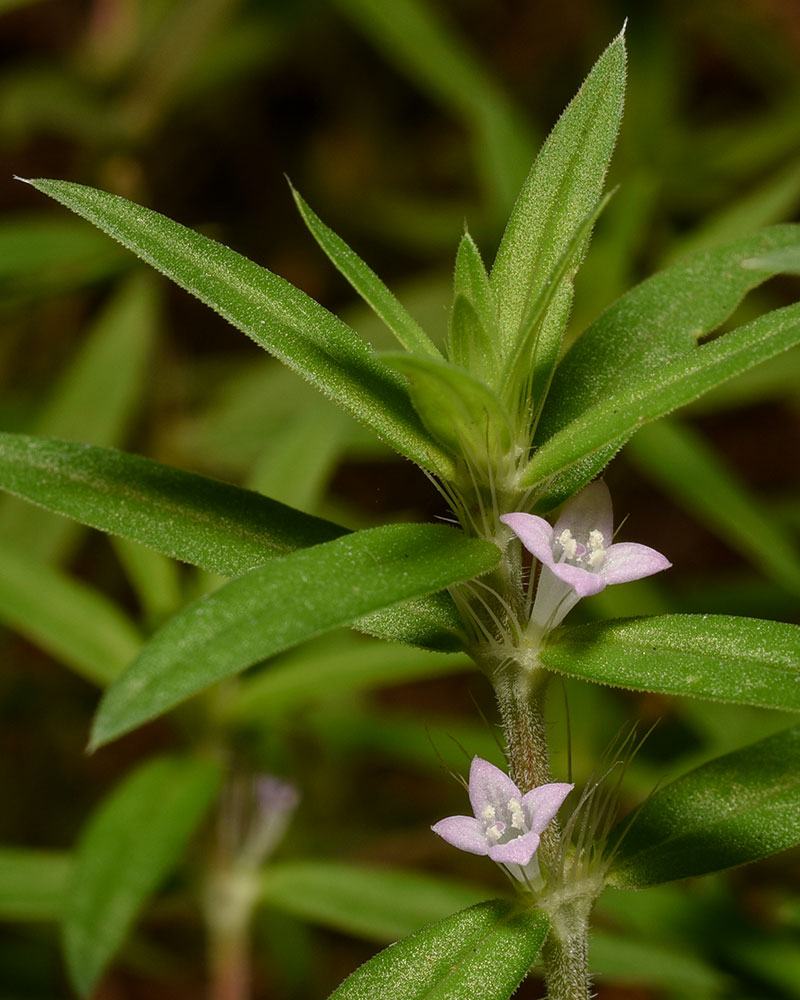 Well-drained Buttonweed