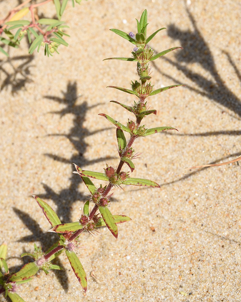 Well-drained Buttonweed