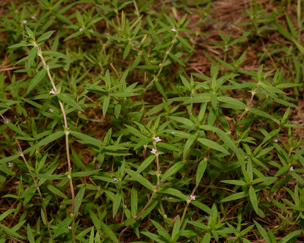 Well-drained Buttonweed