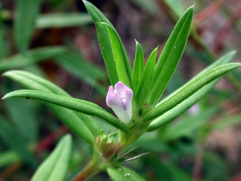 Well-drained Buttonweed